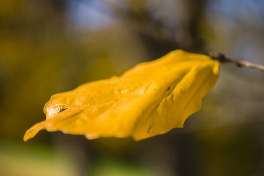 Detail of yellow autumnal tree leaf of Parrotia persica