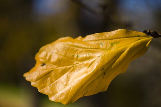 Detail of yellow autumnal tree leaf of Parrotia persica