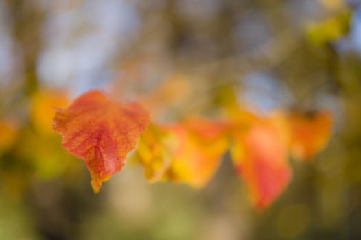 Detail of yellow autumnal tree leaf of Parrotia persica