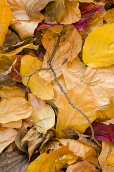 Detail of fallen autumnal yellow, orange, brown and red leaves