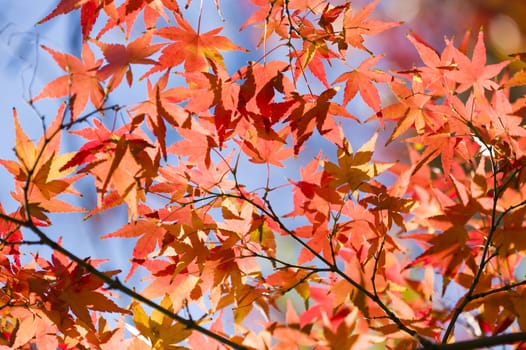 Detail of autumnal maple tree with yellow, orange, and red leaves, Acer palmatum