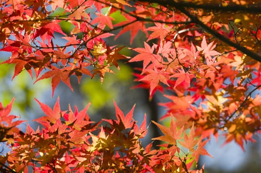 Detail of autumnal maple tree with yellow, orange, and red leaves, Acer palmatum