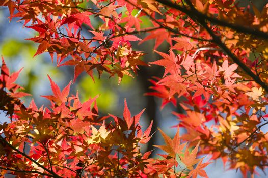 Detail of autumnal maple tree with yellow, orange, and red leaves, Acer palmatum