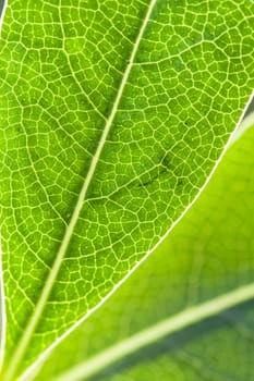 Detail of green leaf in back light with veins and cells