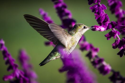 Anna's hummingbird, Northern California, USA. Color image.