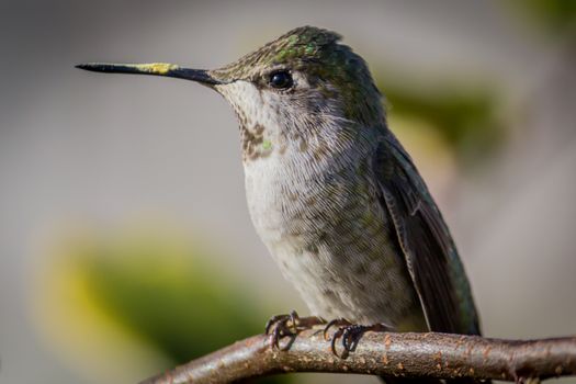 Anna's hummingbird, Northern California, USA. Color image.