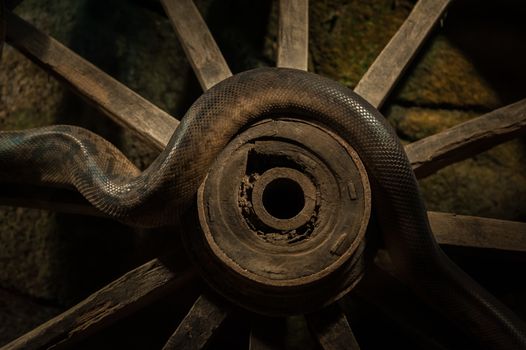 Snake sneaking over and old wooden wheel in soft light. Symbolic meaning of a snake eating it's own tale is infinity. Together with another symbol infinity - the wheel. Deep Symbolik meaning is represented on this image.