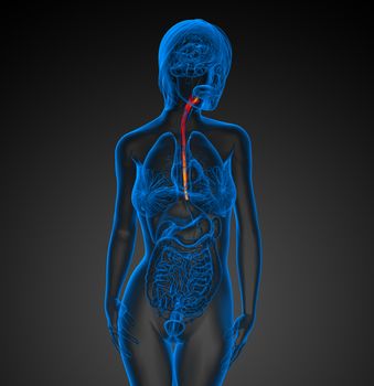 3d rendered illustration of the esophagus - front view