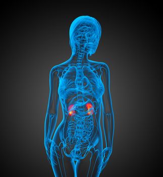 3d render medical illustration of the human kidney - front view