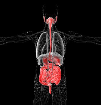 3d render medical illustration of the human digestive system - back view