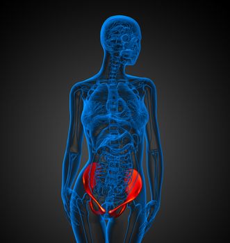 3d render medical illustration of the pelvis bone - front view