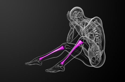 3d render medical illustration of the tibia bone - side view