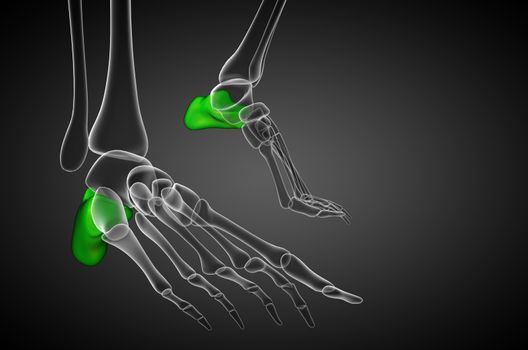 3d render medical illustration of the calcaneus bone - front view