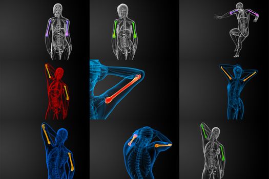 3d render medical illustration of the humerus bone - back view