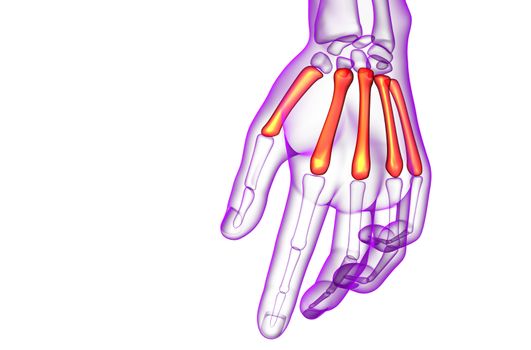 3d render medical illustration of the metacarpal bone - front view