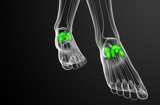 3d render medical illustration of the midfoot bone - front view