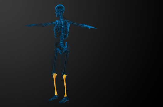 3d render medical illustration of the tibia bone - side view