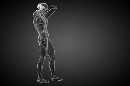 3d render medical illustration of the calcaneus bone - side view