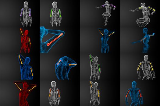 3d render medical illustration of the humerus bone - back view