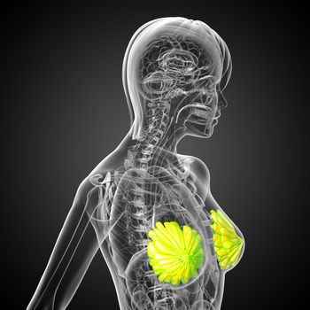 3d render medical illustration of the human breast  - side view