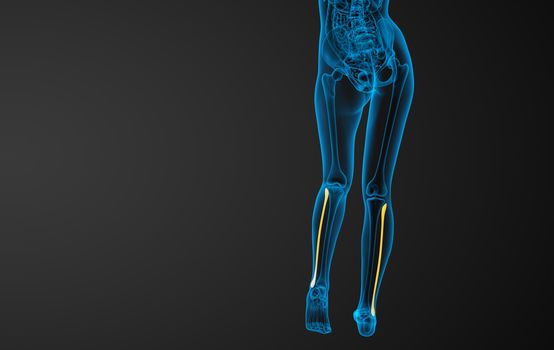 3d rendered illustration of the fibula bone - back view