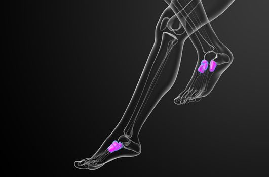 3d render medical illustration of the midfoot bone - side view