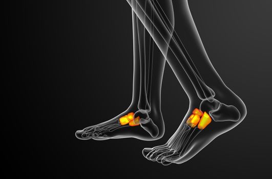 3d render medical illustration of the midfoot bone - side view