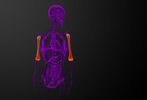 3d render medical illustration of the humerus bone