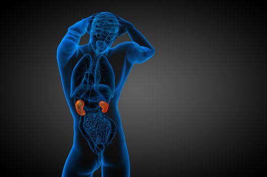 3d render medical illustration of the human kidney - back view