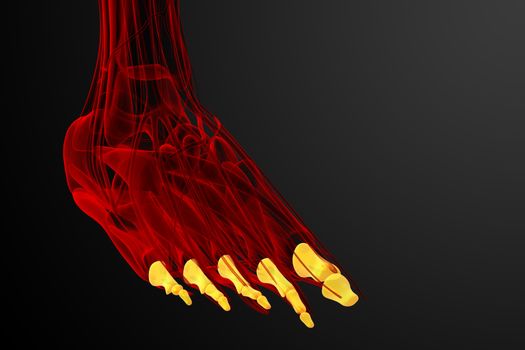 3d render medical illustration of the phalanges foot - front view