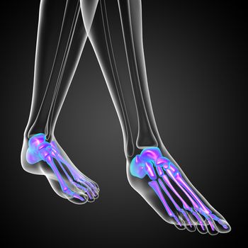 3d render medical illustration of the feet bone - front view