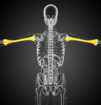 3d render medical 3d illustration of the humerus bone - back view