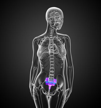 3d render medical illustration of the female sacrum bone  - front view