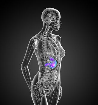 3d render medical illustration of the stomach - side view