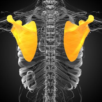 3d render medical illustration of the human scapula bone - back view