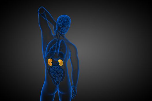 3d render medical illustration of the human kidney - back view