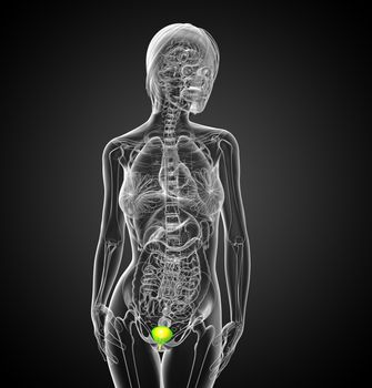 3d render medical illustration of the bladder - front view