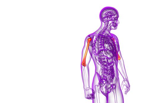 3d render medical illustration of the humerus bone