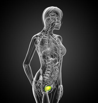 3d render medical illustration of the bladder - side view