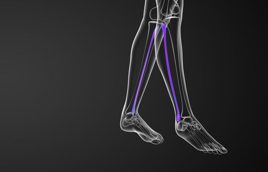 3d rendered illustration of the fibula bone - side view