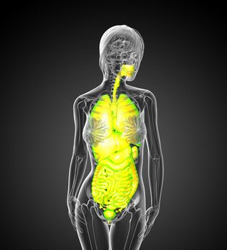 3d render medical illustration of the human digestive system and respiratory system - front view