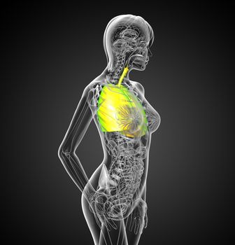 3d render medical illustration of the respiratory system - side view