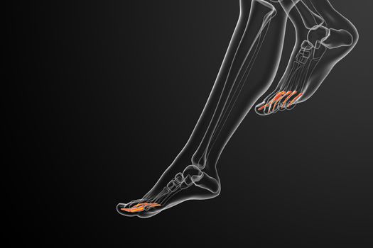 3d render medical illustration of the phalanges foot - side view