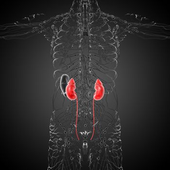 3d render medical illustration of the human kidney - back view