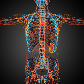 3d render medical illustration of the lymphatic system - front view