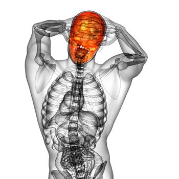 3d render medical illustration of the skull - back view