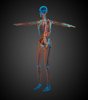 3d render medical illustration of the lymphatic system - side view