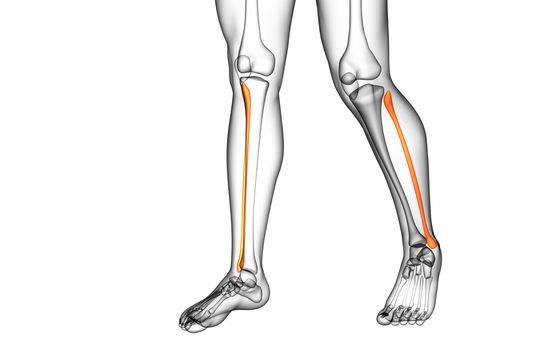 3d rendered illustration of the fibula bone - side view