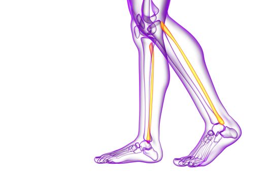 3d rendered illustration of the fibula bone - side view