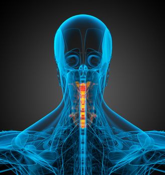 3d render medical illustration of the neck bone - back view